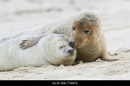 Grey Seals (Halichoerus grypus), mother and pup, Heligoland Düne, Schleswig-Holstein, Germany-stock-foto