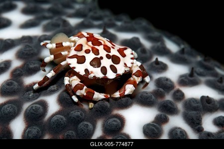 Anemone Crab (Lissocarcinus laevis) carrying its eggs on the abdomen, living on Sea Cucumber (Holothuroidea), UNESCO World Heritage Site, Great Barrier Reef, Australia, Pacific Ocean-stock-foto