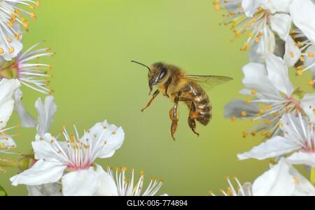 European honey bee (Apis mellifera) bee in flight at the blossom of the heckendorn, blackthorn (Prunus spinosa), wild fruit tree, large-fruited blackthorn, high-speed aerial photograph, spring, wildlife, insects, Siegerland, North Rhine-Westphalia, Germany-stock-foto