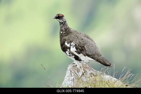 Ptarmigan or Rock Ptarmigan (Lagopus muta), male, summer plumage, perched on rock, Niederhorn, Bernese Oberland, Switzerland, Europe-stock-foto
