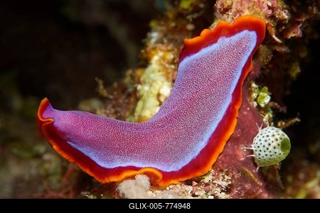 Fuchsia flatworm (Pseudoceros ferrugineus), Great Barrier Reef, Queensland, Cairns, Pacific Ocean, Australia-stock-foto