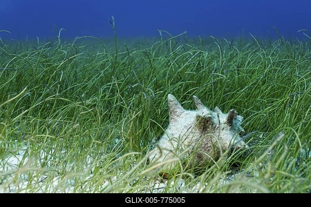 Conche or edible snail (Strombus gigas) in a seaweed meadow, Half Moon Caye, Lighthouse Reef, Turneffe Atoll, Belize, Central America, Caribbean-stock-foto