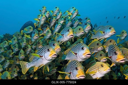 Shoal of Oriental Sweetlips (Plectorhinchus vittatus) and Ribboned Sweetlips (Plectorhinchus polytaenia) swimming above a coral reef, Great Barrier Reef, UNESCO World Heritage Site, Queensland, Cairns, Australia, Pacific Ocean-stock-foto