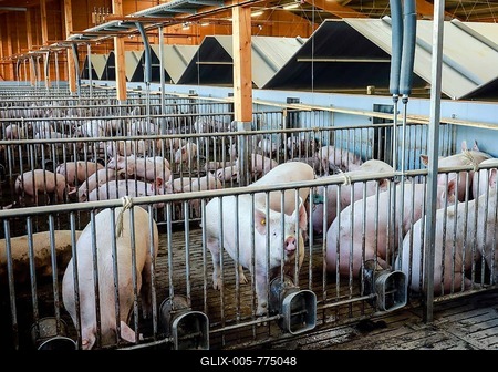 Mass livestock farming, pigs on slatted floors, animal welfare fattening stable, Ense, North Rhine-Westphalia, Germany-stock-foto