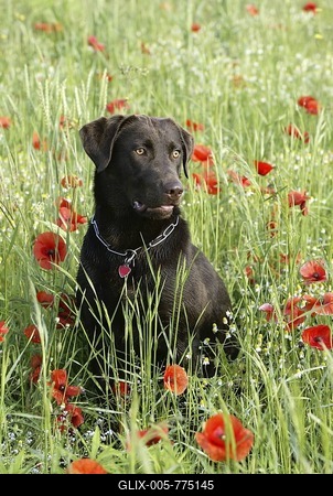 Labrador, short-haired type, portrait in a meadow-stock-foto