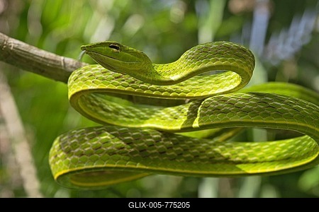 Asian Vine Snake (Ahaetulla prasina) winds itself in a tree, North Sulawesi, Sulawesi, Indonesia-stock-foto