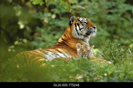 Siberian, Amur Tiger, (Panthera tigris altaica), female with cub-stock-foto