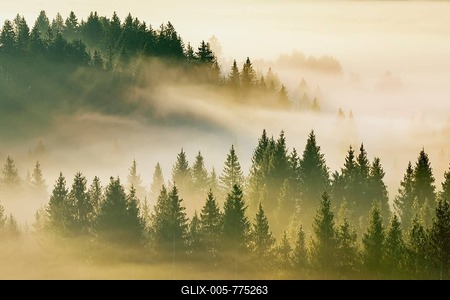 Fog and forest in Oberägeri in the canton of Zug, Switzerland-stock-foto