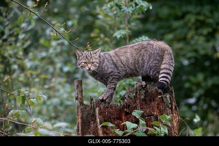 Wildcat (Felis silvestris), Kempfeld, Hunsrück, Germany-stock-foto