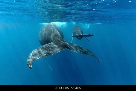Humpback whale (Megaptera novaeangliae), female, cow, with young, calf, in the open sea, Silver Bank, Silver and Navidad Bank Sanctuary, Atlantic Ocean, Dominican Republic-stock-foto