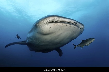 Whale Shark (Rhincodon typus), Darwin Island, Galapagos archipelago, UNESCO World Heritage Site, Ecuador, South America, Pacific Ocean-stock-foto
