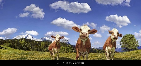 Cows on a flower meadow, cloudy sky, in the rear Mt. Alpspitze and Mt. Zugspitze, Garmisch-Partenkirchen, Bavaria, Germany, Europe-stock-foto