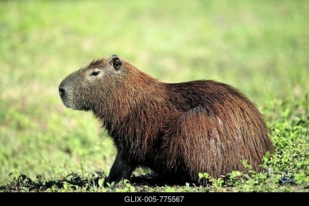 Capybara (Hydrochoerus hydrochaeris), adult, Pantanal wetland, Brazil, South America-stock-foto
