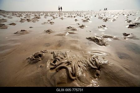 Lugworms and tourists on the mud flats during low tide, Wadden Sea, UNESCO World Heritage Site, Buesum, Dithmarschen district, Schleswig-Holstein, Germany, Europe-stock-foto