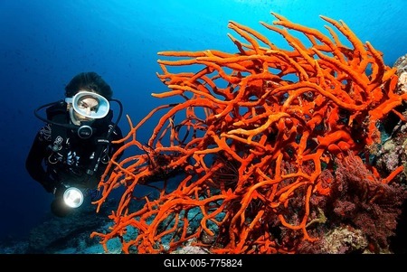 Scuba diver observing red, branched sponge, Great Barrier Reef, UNESCO World Heritage Site, Queensland, Cairns, Australia, Pacific Ocean-stock-foto