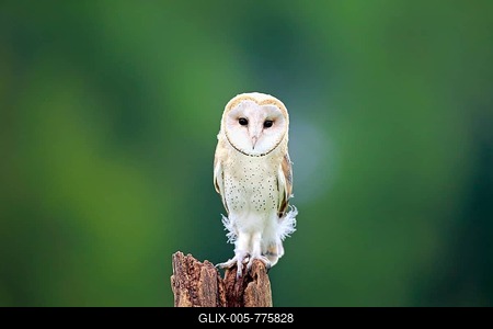 Barn Owl (Tyto alba), adult, perched, Eifel, Germany-stock-foto