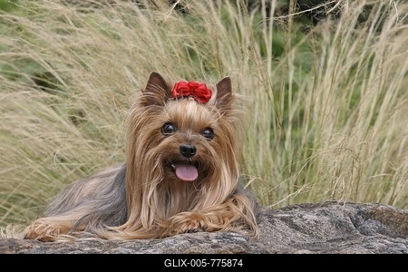 Yorkshire Terrier, 9 years old, lying on a stone in a park-stock-foto