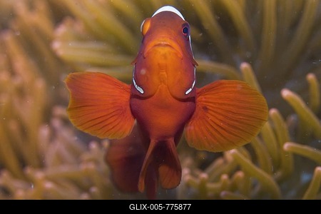 Spinecheek clownfish, Premnas biaculeatus.-stock-foto
