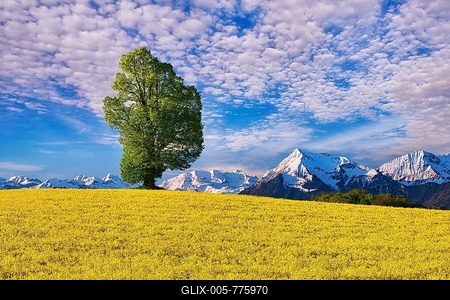 Single tree in blooming rape field, view of mountain Niesen and snowy Bernese Alps, canton Bern, Switzerland-stock-foto