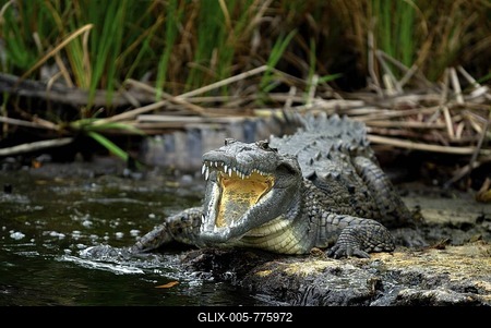 American crocodile (Crocodylus acutus), Crocodile (Crocodilia) with a lacerated jaw, Black River, Negril, Jamaica, Caribbean, Central America-stock-foto