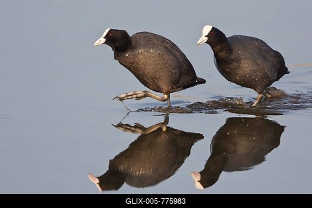 Two common coots (Fulica atra) running in water, Hesse, Germany-stock-foto