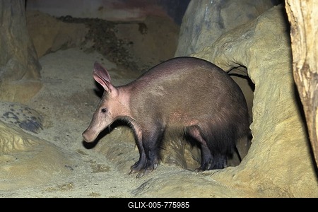 Aardvark (Orycteropus afer) leaving den, zoo, Africa-stock-foto