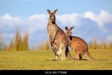 Eastern grey kangaroos (Macropus giganteus), group, females with young in bag, standing vigilantly in a green meadow, Maloney Beach, New South Wales, Australia-stock-foto