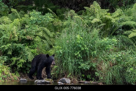 American Black Bear (Ursus Americanus) on the banks of the Russian River, Kenai Peninsula, Alaska, USA-stock-foto