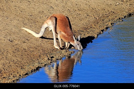 Red Kangaroo (Macropus rufus), adult male, drinking water, Sturt National Park, New South Wales, Australia-stock-foto