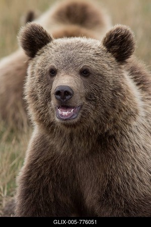 Brown Bear (Ursus arctos), cub, in Skandinavisk Dyrepark or Scandinavian Wildlife Park, Jutland, Denmark-stock-foto