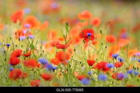 Flower meadow with Common Poppies (Papaver rhoeas) and Cornflowers (Centaurea cyanus), North Rhine-Westphalia, Germany-stock-foto