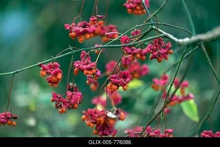 Fruits of the common spindle bush. european spindle (Euonymus europaeus) on a branch, Bavaria, Germany-stock-foto