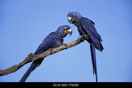 Hyacinth Macaws (Anodorhynchus hyacinthinus), Pantanal, Brazil, South America-stock-foto