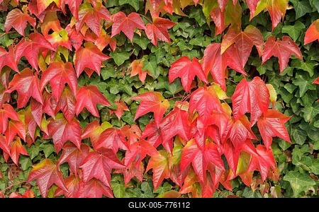 Boston ivy (Parthenocissus tricuspidata) and ivy, Lower Saxony, Germany-stock-foto
