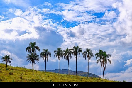 Macauba palm trees (Acrocomia aculeata) on a ridge, Serra da Canastra, Minas Gerais state, Brazil-stock-foto