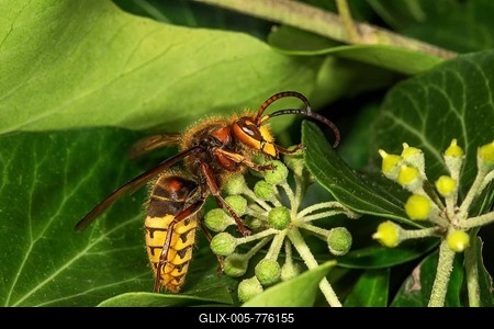 European hornet (Vespa crabro) nascht nectar in blossom (Hedera helix), Baden-Württemberg, Germany-stock-foto