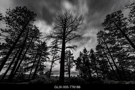 Silhouettes of trees at night under a starry sky, Bryce Canyon National Park, Utah, USA-stock-foto