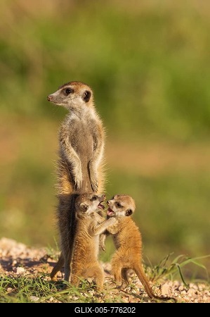 Suricates (Suricata suricatta), adult with two playful young on the lookout, during the rainy season in green surroundings, Kalahari Desert, Kgalagadi Transfrontier Park, South Africa-stock-foto