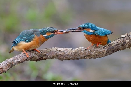 Kingfisher (Alcedo atthis), breeding pair, male handing over a fish to the female as a bridal gift, prey handover, Neckartal, Baden-Württemberg, Germany-stock-foto