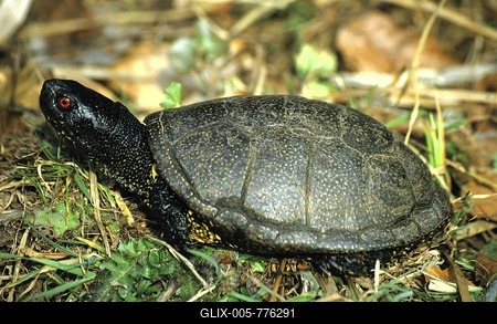 European pond terrapin, Emys orbicularis, male, taking a sun bath-stock-foto
