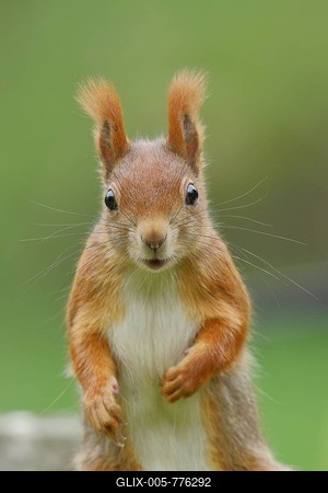 Eurasian red squirrel (Sciurus vulgaris), animal portrait, frontal view, Wilden, North Rhine-Westphalia, Germany-stock-foto