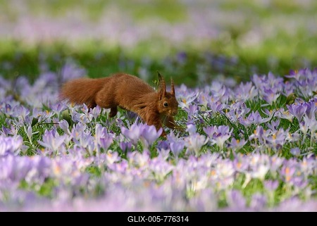 Squirrel (Sciurus vulgaris) in a crocus meadow, North Rhine-Westphalia, Germany-stock-foto