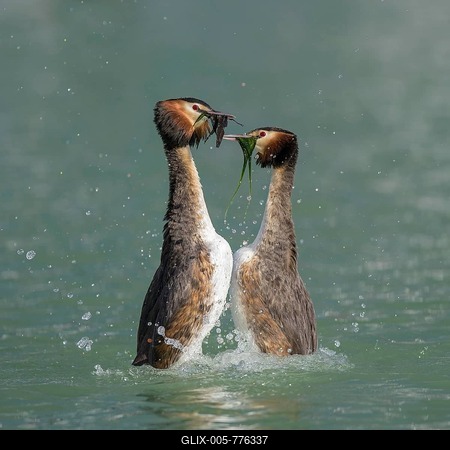 Great crested grebe (Podiceps cristatus), breeding pair, courtship display, presenting each other with nesting material, Lake Constance, Baden Württemberg, Germany-stock-foto