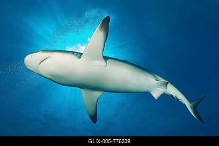 Grey reef shark swims close to the viewer through blue water sea, above sun rays, Pacific Ocean-stock-foto