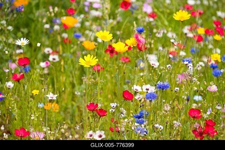 Colorful flower meadow, Lower Saxony, Germany-stock-foto