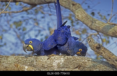 Hyacinth Macaws (Anodorhynchus hyacinthinus) pairing, Pantanal, Brazil, South America-stock-foto