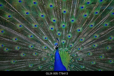 Indian peafowl (Pavo cristatus), rooster, cartwheel, Baden-Württemberg, Germany-stock-foto