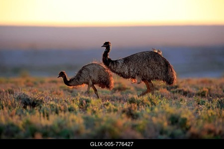 Emus (Dromaius novaehollandiae), adult couple at sunset, Sturt National Park, New South Wales, Australia-stock-foto