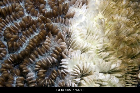 Coral bleaching, dying Stony coral, Indonesia, Southeast Asia-stock-foto