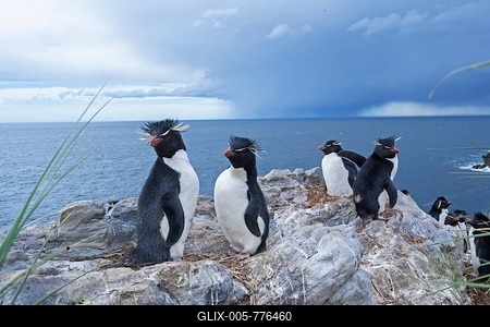 Group of rockhopper penguins (Eudyptes chrysocome) on a rock, South Atlantic, East Falkland, Falkland Islands-stock-foto